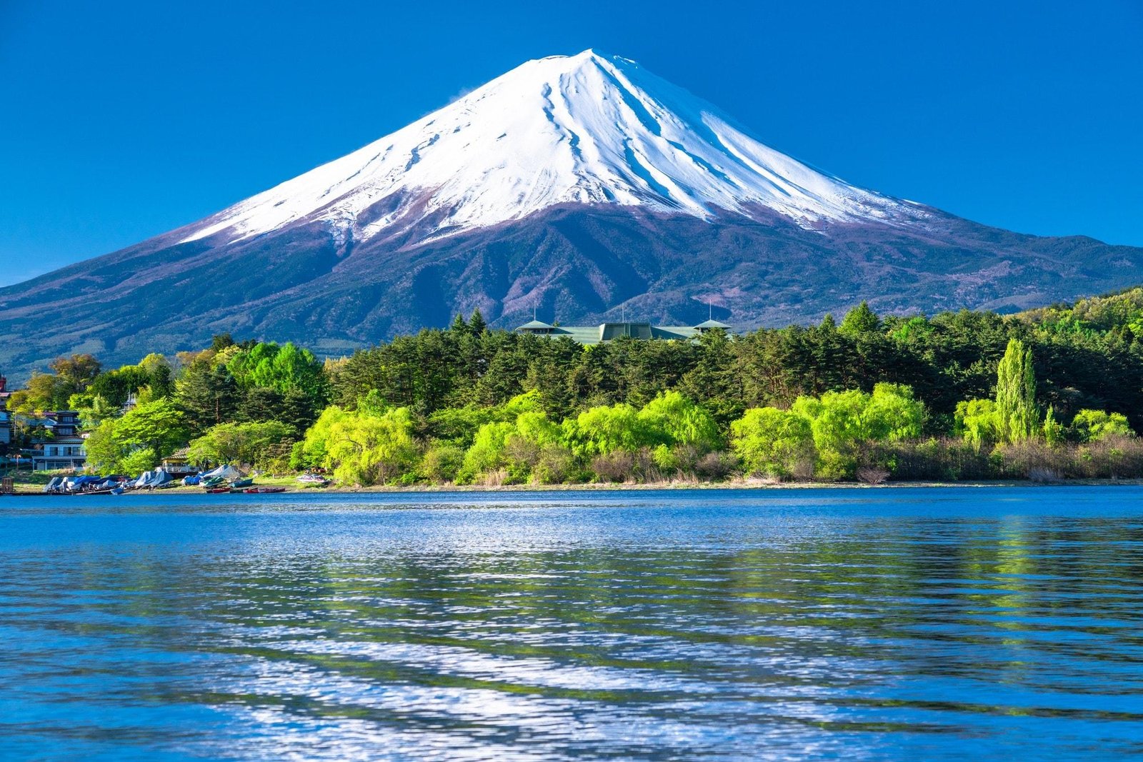 7 day Japan tour